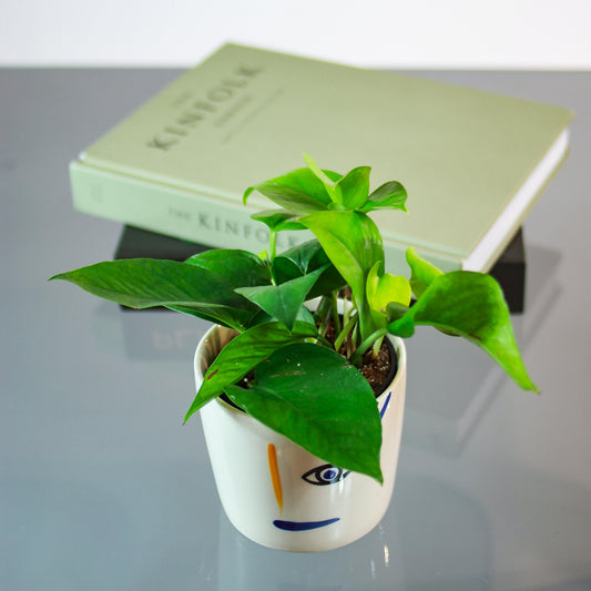Jade Pothos (Epipremnum aureum 'Jade') in a 4 inch pot. Indoor plant for sale by Promise Supply for delivery and pickup in Toronto