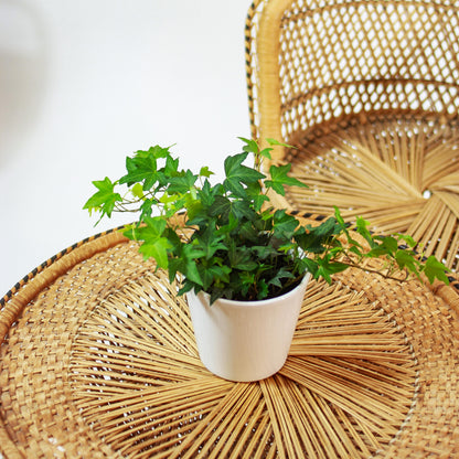 Green English Ivy (Hedera helix) in a 5 inch pot. Indoor plant for sale by Promise Supply for delivery and pickup in Toronto