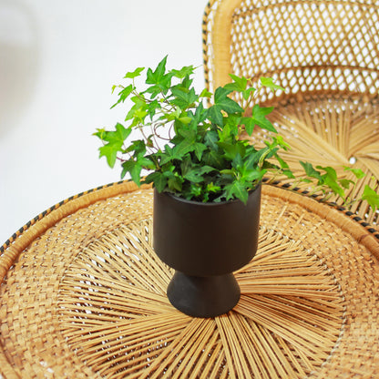 Green English Ivy (Hedera helix) in a 5 inch pot. Indoor plant for sale by Promise Supply for delivery and pickup in Toronto