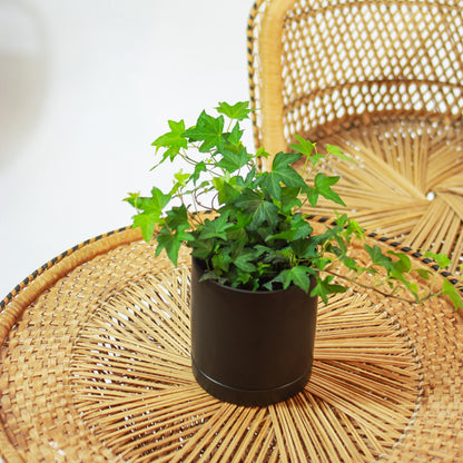 Green English Ivy (Hedera helix) in a 5 inch pot. Indoor plant for sale by Promise Supply for delivery and pickup in Toronto