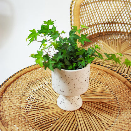 Green English Ivy (Hedera helix) in a 5 inch pot. Indoor plant for sale by Promise Supply for delivery and pickup in Toronto