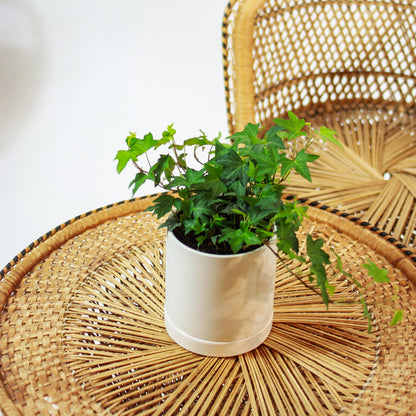 Green English Ivy (Hedera helix) in a 5 inch pot. Indoor plant for sale by Promise Supply for delivery and pickup in Toronto