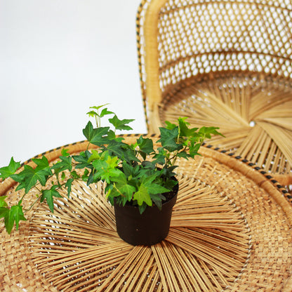 Green English Ivy (Hedera helix) in a 5 inch pot. Indoor plant for sale by Promise Supply for delivery and pickup in Toronto