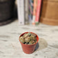 Living Stones (Lithops) in a 2 inch pot. Indoor plant for sale by Promise Supply for delivery and pickup in Toronto