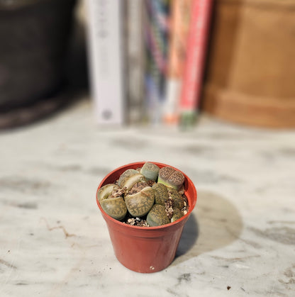 Living Stones (Lithops) in a 2 inch pot. Indoor plant for sale by Promise Supply for delivery and pickup in Toronto