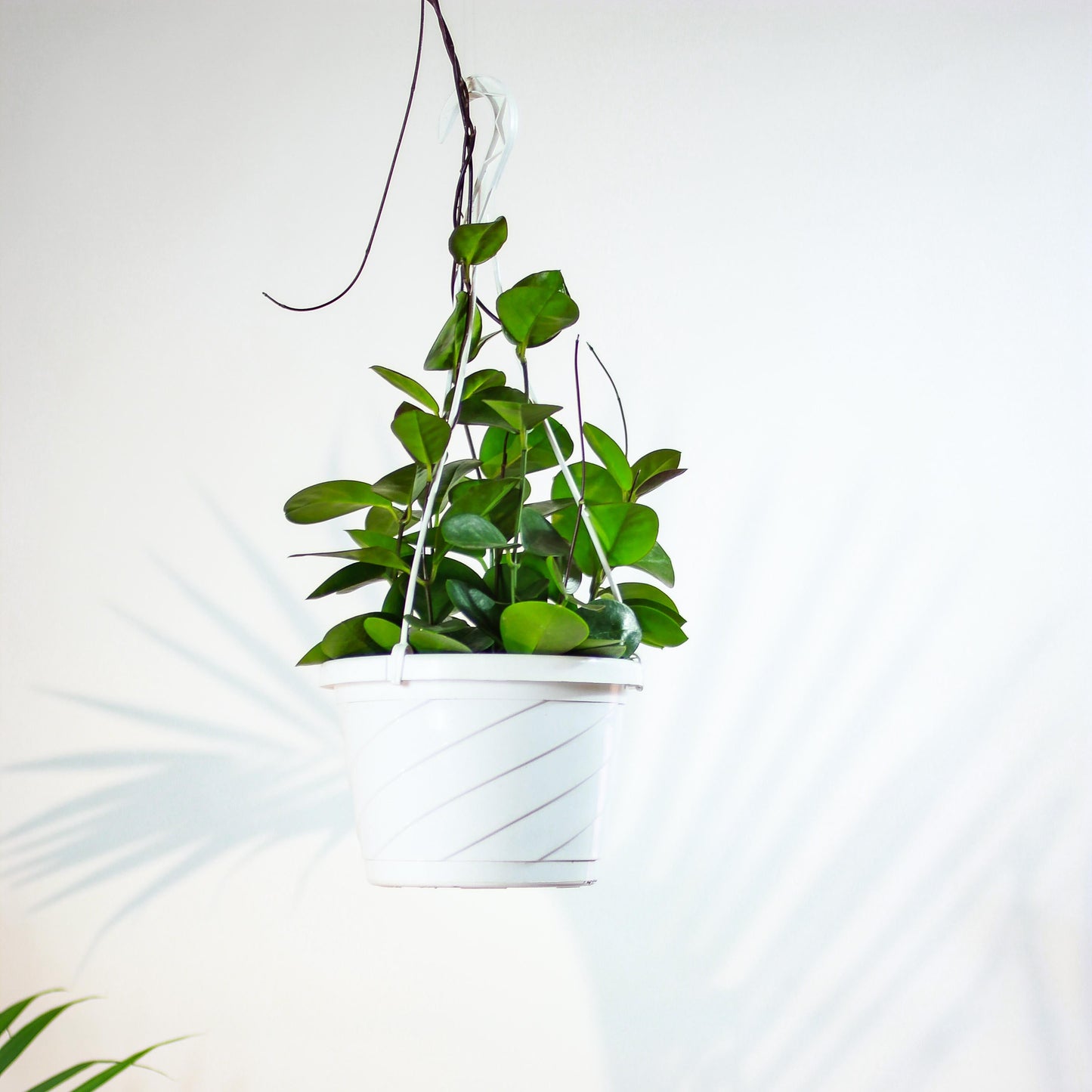 Wax Vine (Hoya australis) in a 10 inch pot. Indoor plant for sale by Promise Supply for delivery and pickup in Toronto