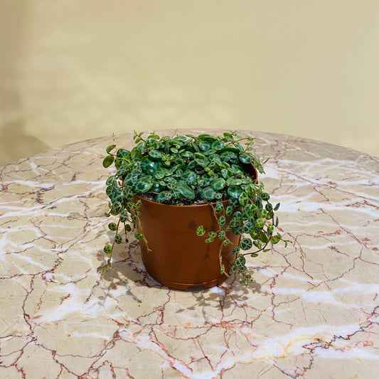 String of Turtles (Peperomia prostrata) in a 5 inch pot. Indoor plant for sale by Promise Supply for delivery and pickup in Toronto