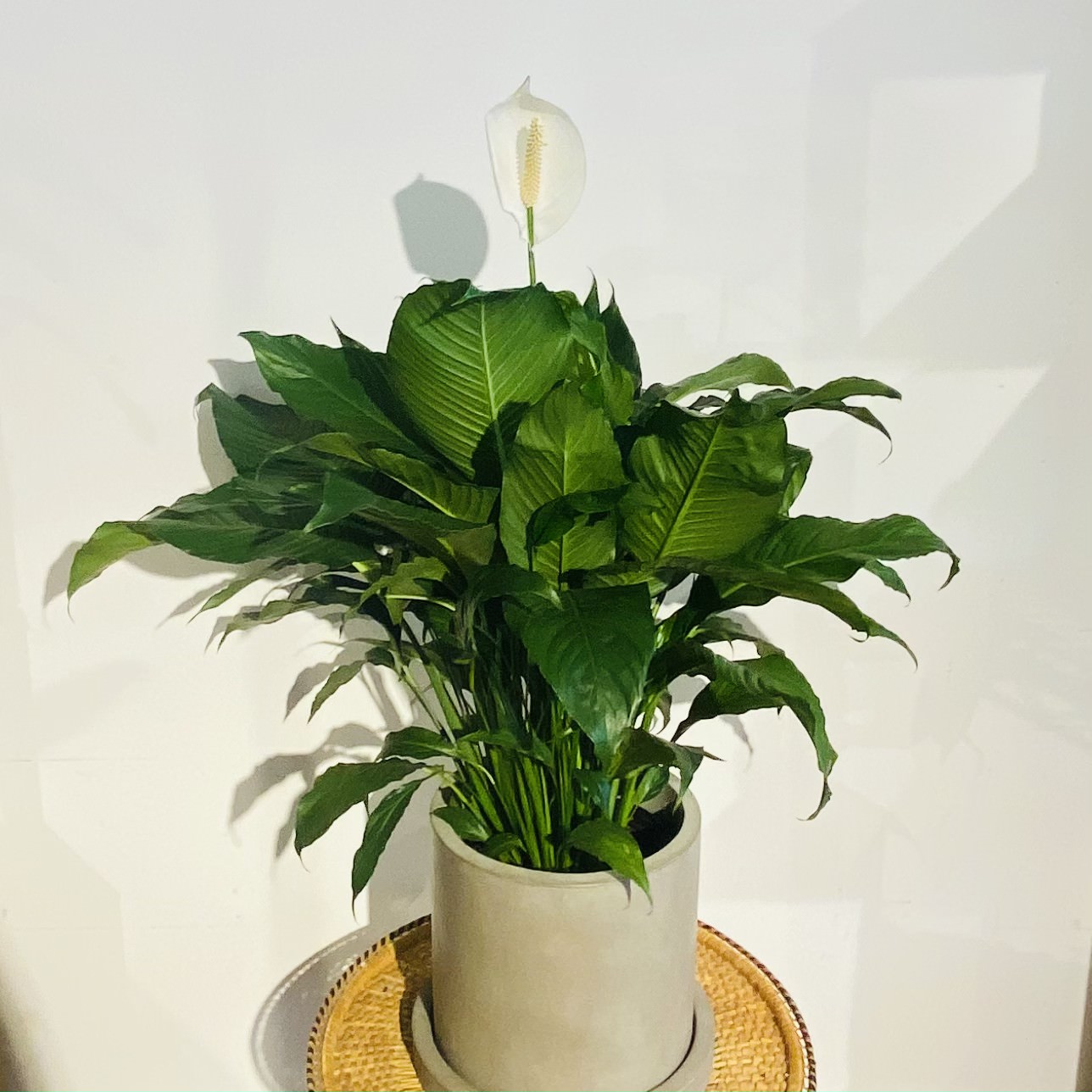 Peace Lily (Spathiphyllum) in a 8 inch pot. Indoor plant for sale by Promise Supply for delivery and pickup in Toronto