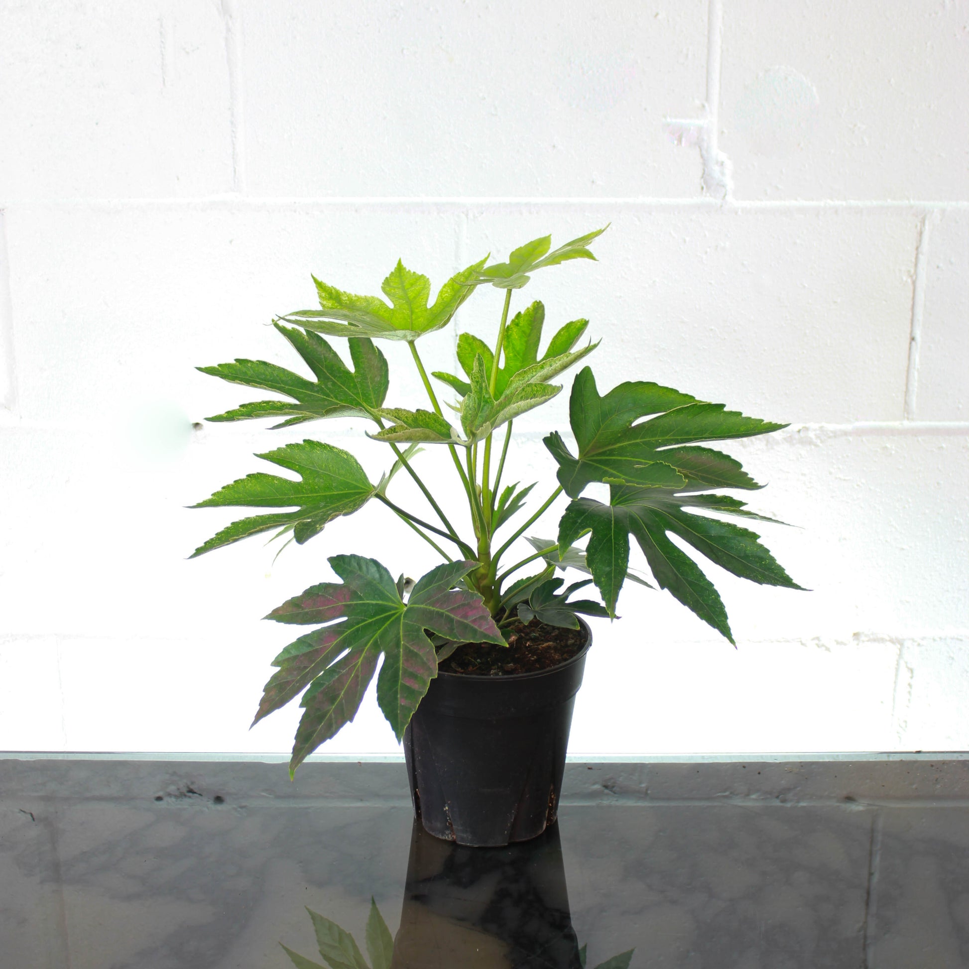 Japanese Aralia (Fatsia japonica) in a 6 inch pot. Indoor plant for sale by Promise Supply for delivery and pickup in Toronto