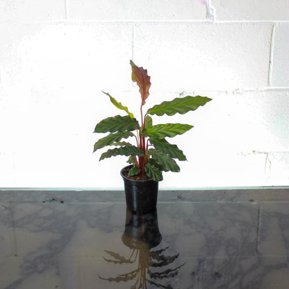 Furry Feather Calathea (Goeppertia rufibarba) in a 4 inch pot. Indoor plant for sale by Promise Supply for delivery and pickup in Toronto