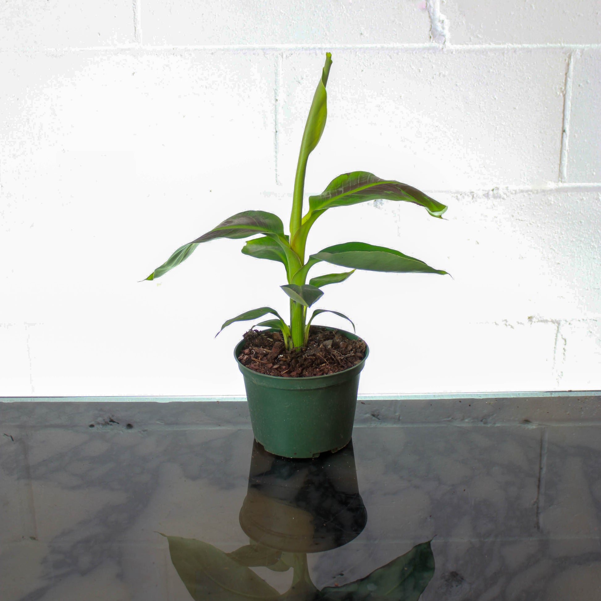 Abyssinian Banana Plant (Ensete ventricosum) in a 6 inch pot. Indoor plant for sale by Promise Supply for delivery and pickup in Toronto