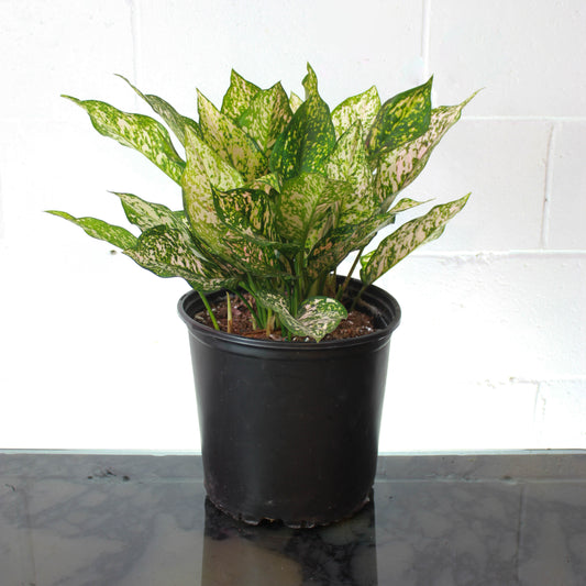 Chinese evergreen, Philippine evergreen (Aglaonema) in a 10 inch pot. Indoor plant for sale by Promise Supply for delivery and pickup in Toronto