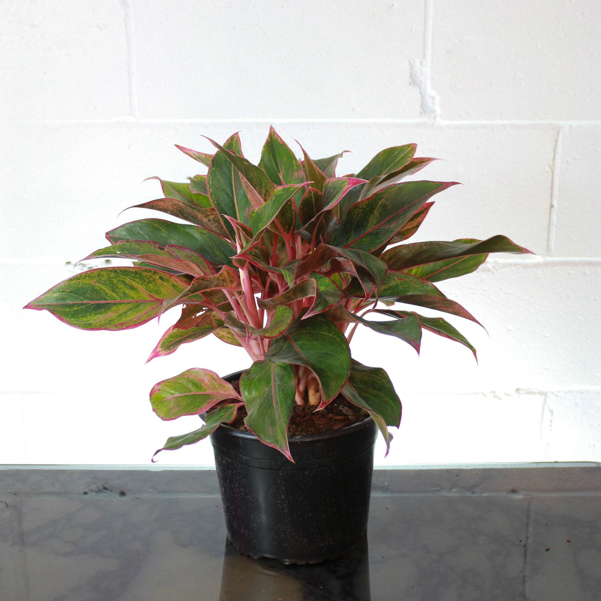 red gold aglaonema Siam Red Gold Chinese Evergreen - 8" Pot