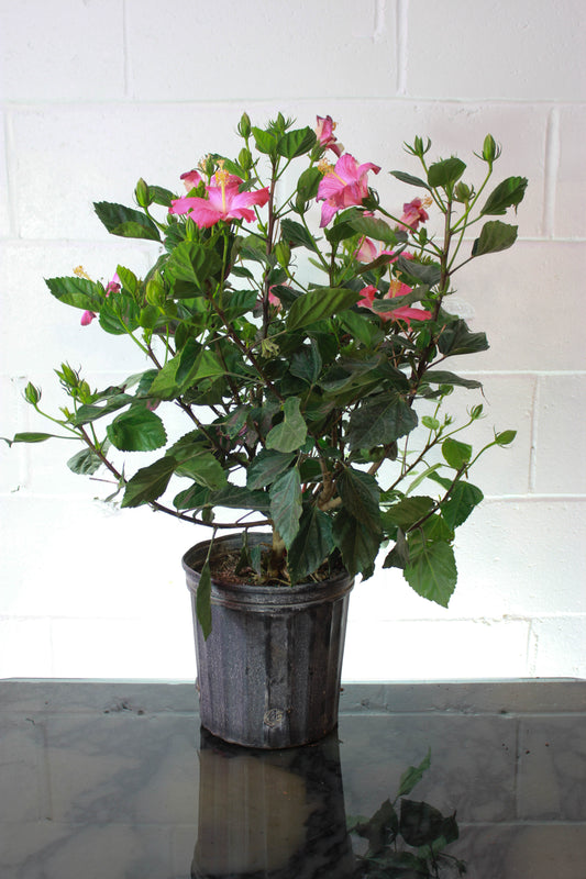 Hibiscus rosa-sinensis 'Chinese': Chinese Hibiscus - 10 inch pot