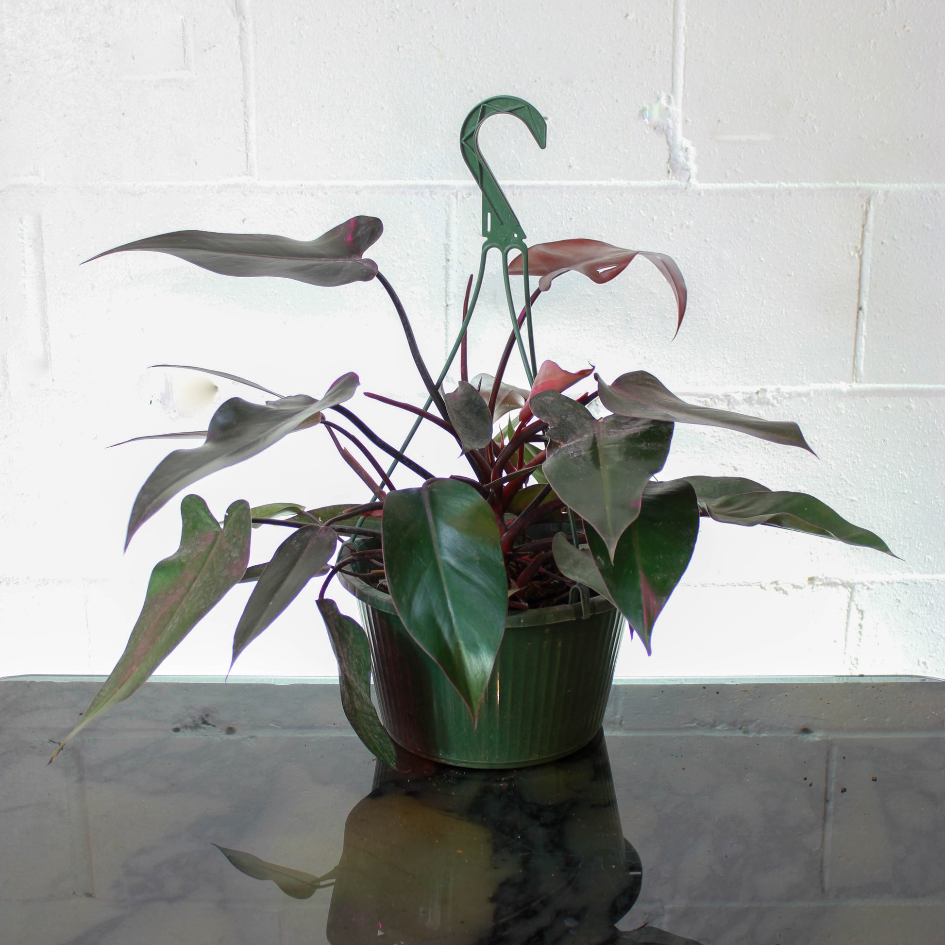 Bloody Mary Philo (Philodendron) in a 8 inch pot. Indoor plant for sale by Promise Supply for delivery and pickup in Toronto