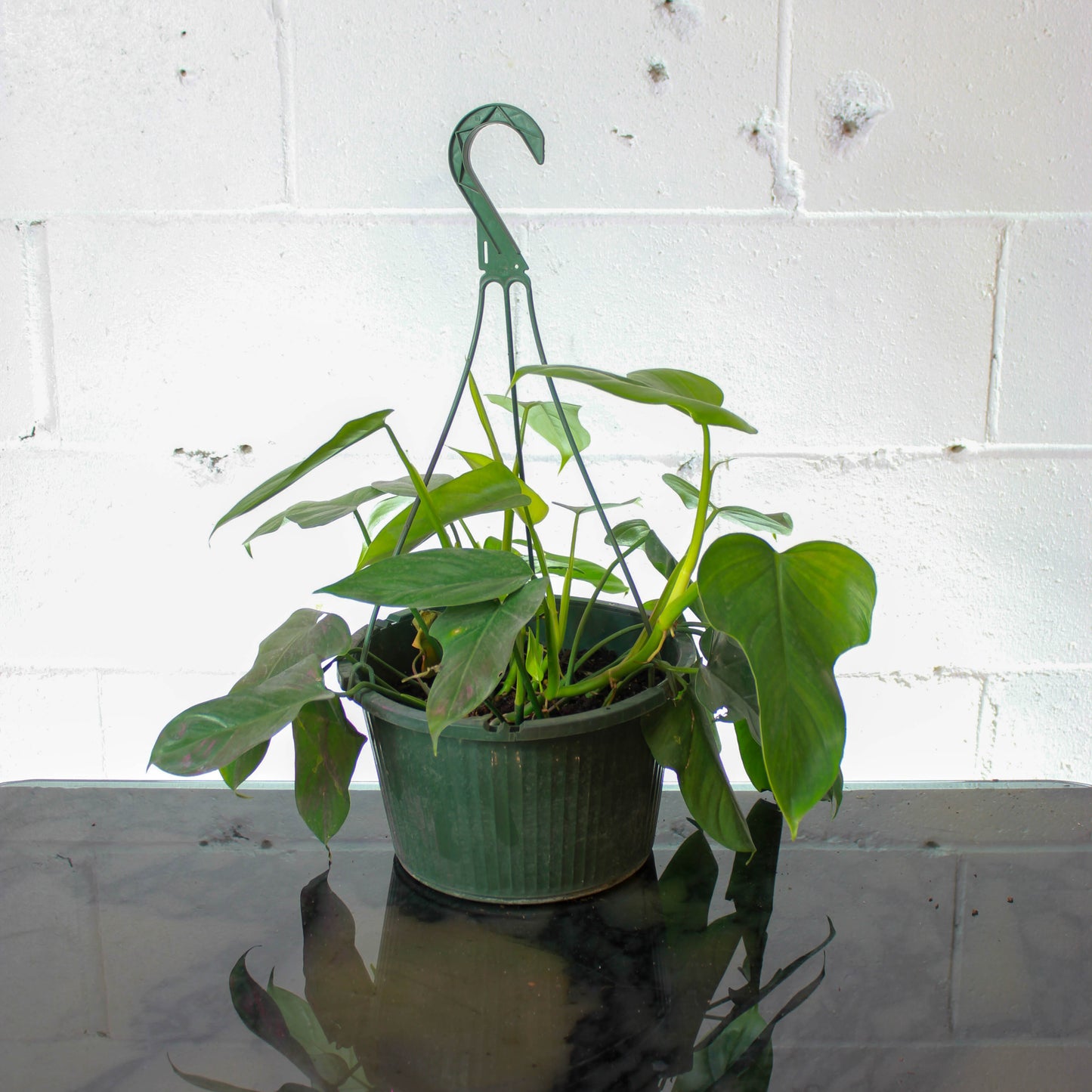 Green Philo Pedatum (Philodendron) in a 10 inch pot. Indoor plant for sale by Promise Supply for delivery and pickup in Toronto