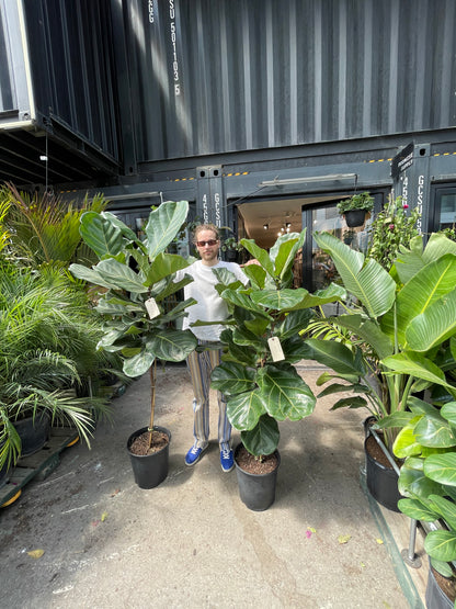 Fiddle Leaf Fig Tree (Ficus lyrata) in a 12 inch pot. Indoor plant for sale by Promise Supply for delivery and pickup in Toronto