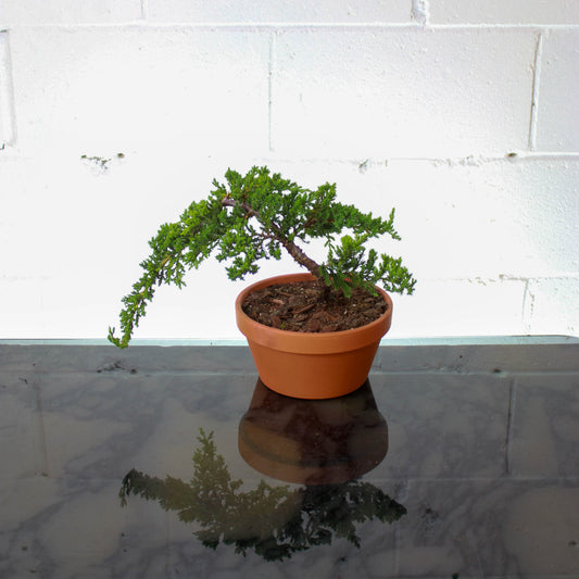 Juniper Bonsai - 6 inch clay pot