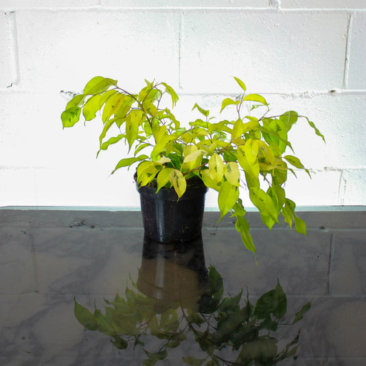 Weeping Fig, Ficus Benji, Neon Ficus (Ficus benjamina) in a 6 inch pot. Indoor plant for sale by Promise Supply for delivery and pickup in Toronto