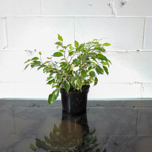 Variegated Weeping Fig (Ficus benjamina) in a 6 inch pot. Indoor plant for sale by Promise Supply for delivery and pickup in Toronto