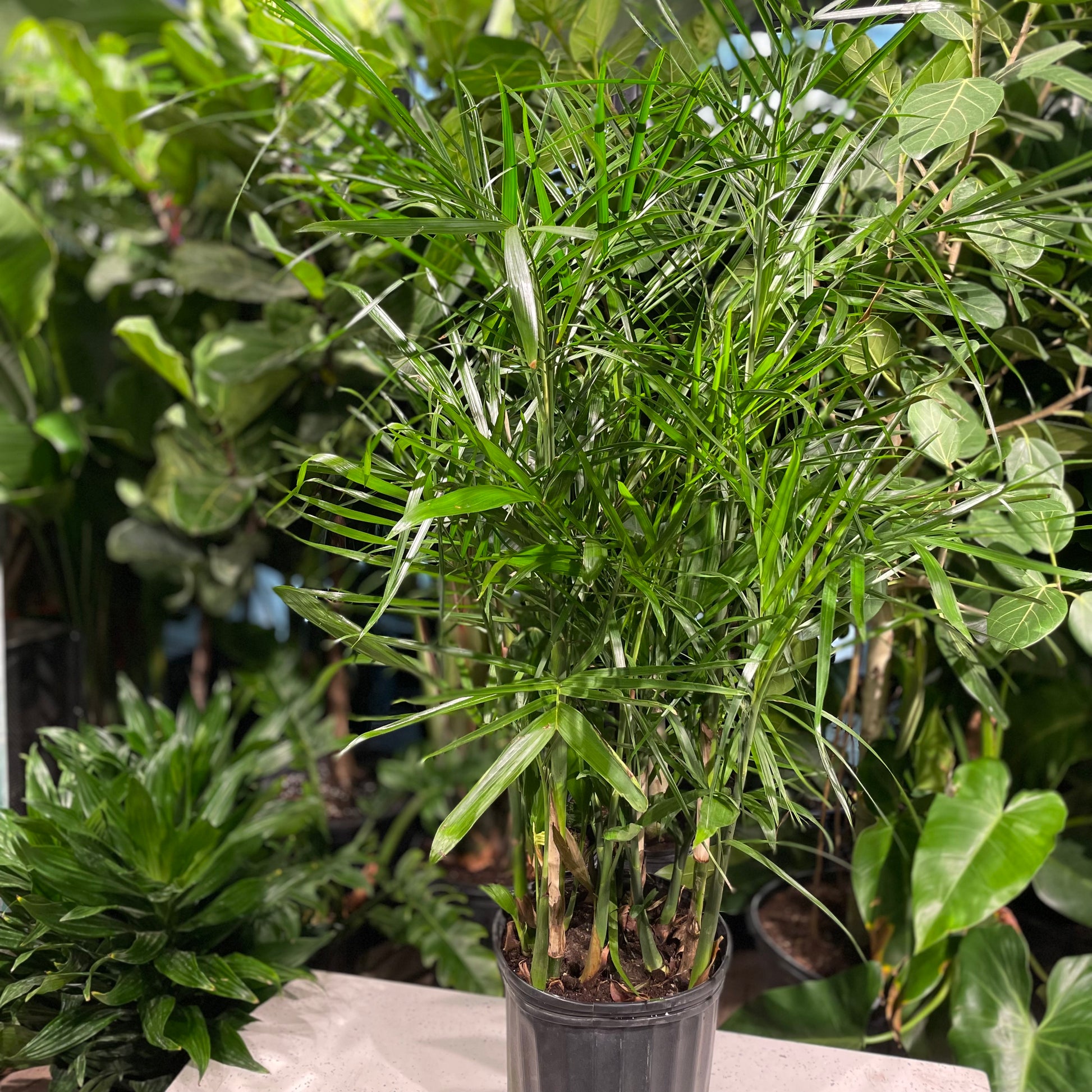 Bamboo Palm (Chamaedorea seifrizii) in a 10 inch pot. Indoor plant for sale by Promise Supply for delivery and pickup in Toronto