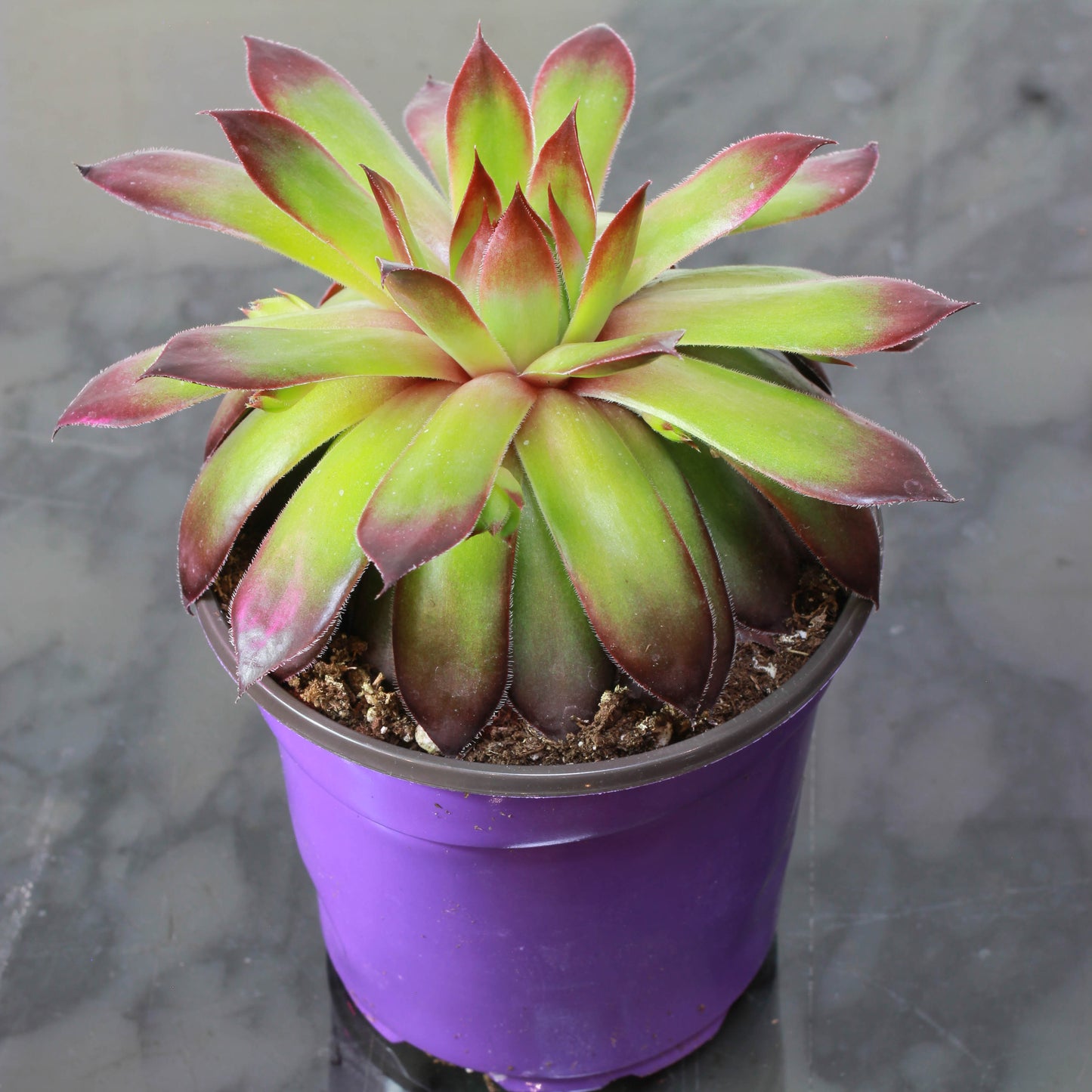 Hens & Chicks (Sempervivum) in a 4 inch pot. Indoor plant for sale by Promise Supply for delivery and pickup in Toronto