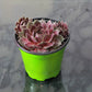 Hens & Chicks (Sempervivum) in a 4 inch pot. Indoor plant for sale by Promise Supply for delivery and pickup in Toronto
