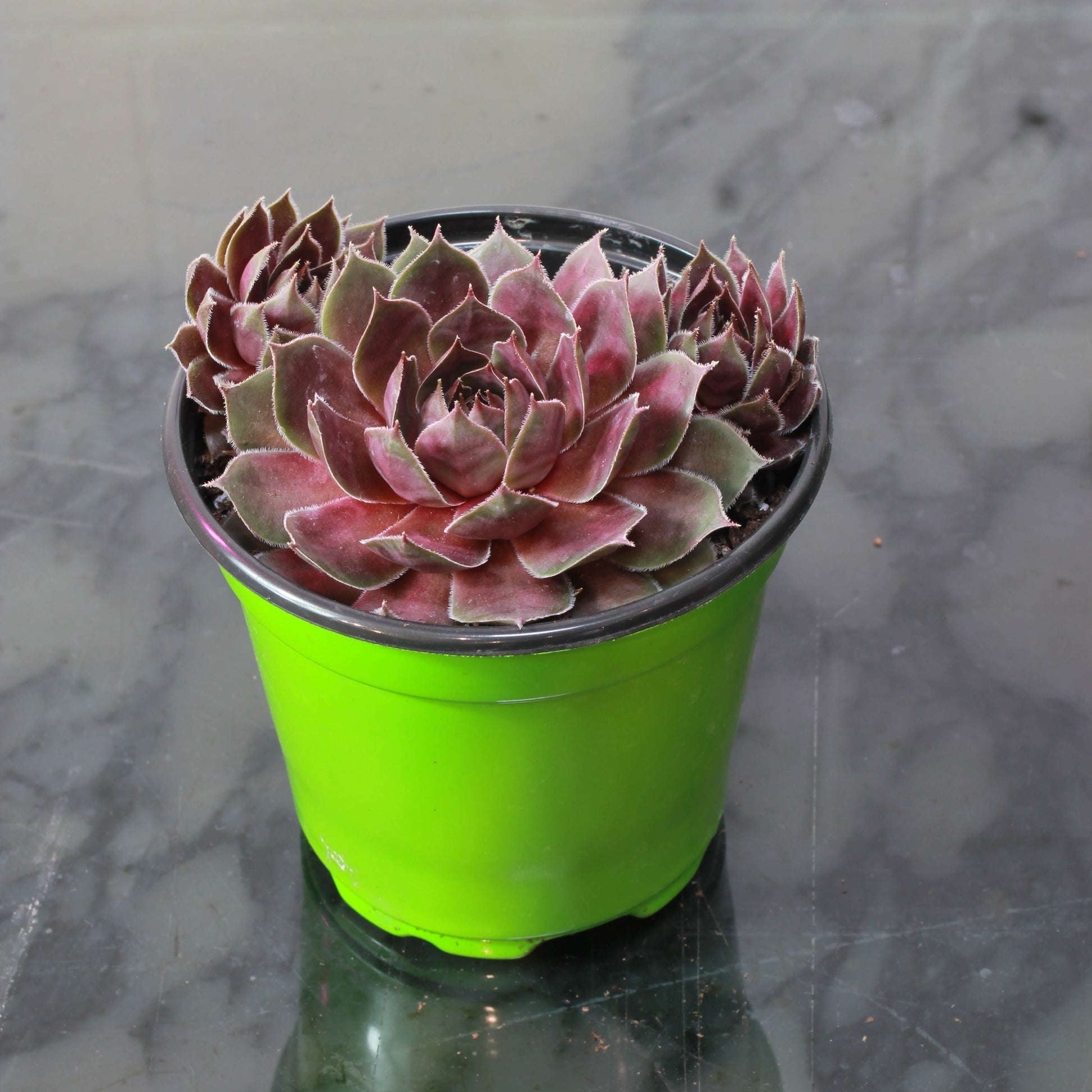 chicks succulent hens and chicks round pot cost 4 pot Hens & Chicks