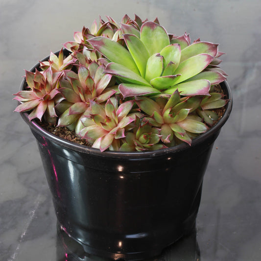 Hens & Chicks (Sempervivum) in a 6 inch pot. Indoor plant for sale by Promise Supply for delivery and pickup in Toronto