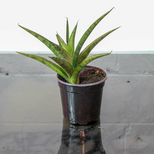 Silver Nymph Spear Snake Plant (Sansevieria species) in a 4 inch pot. Indoor plant for sale by Promise Supply for delivery and pickup in Toronto