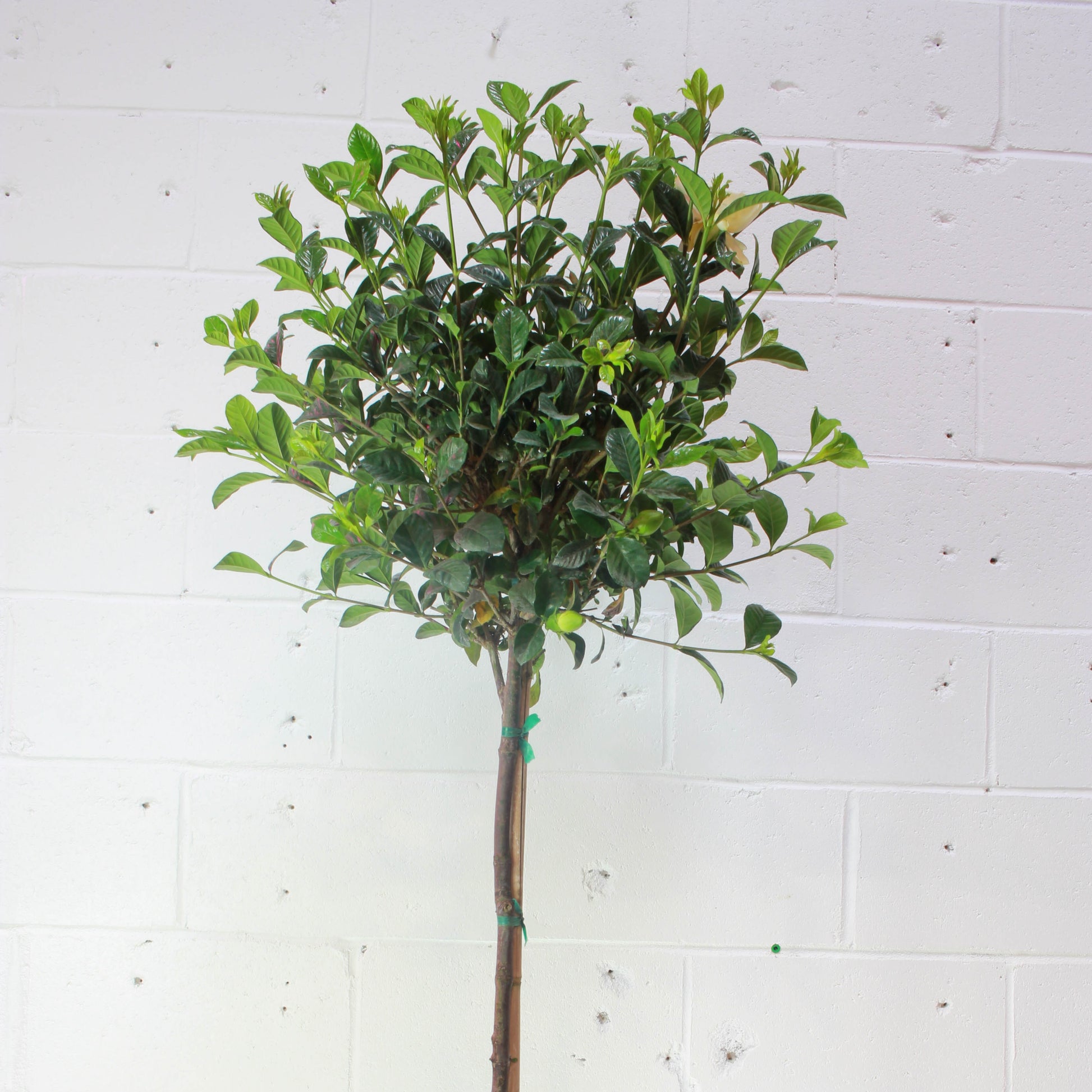 Gardenia Tree (Gardenia jasminoides) in a 10 inch pot. Indoor plant for sale by Promise Supply for delivery and pickup in Toronto