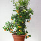 Calamansi Lime, Calamondin orange (Citrofortunella microcarpa) in a 14 inch pot. Indoor plant for sale by Promise Supply for delivery and pickup in Toronto