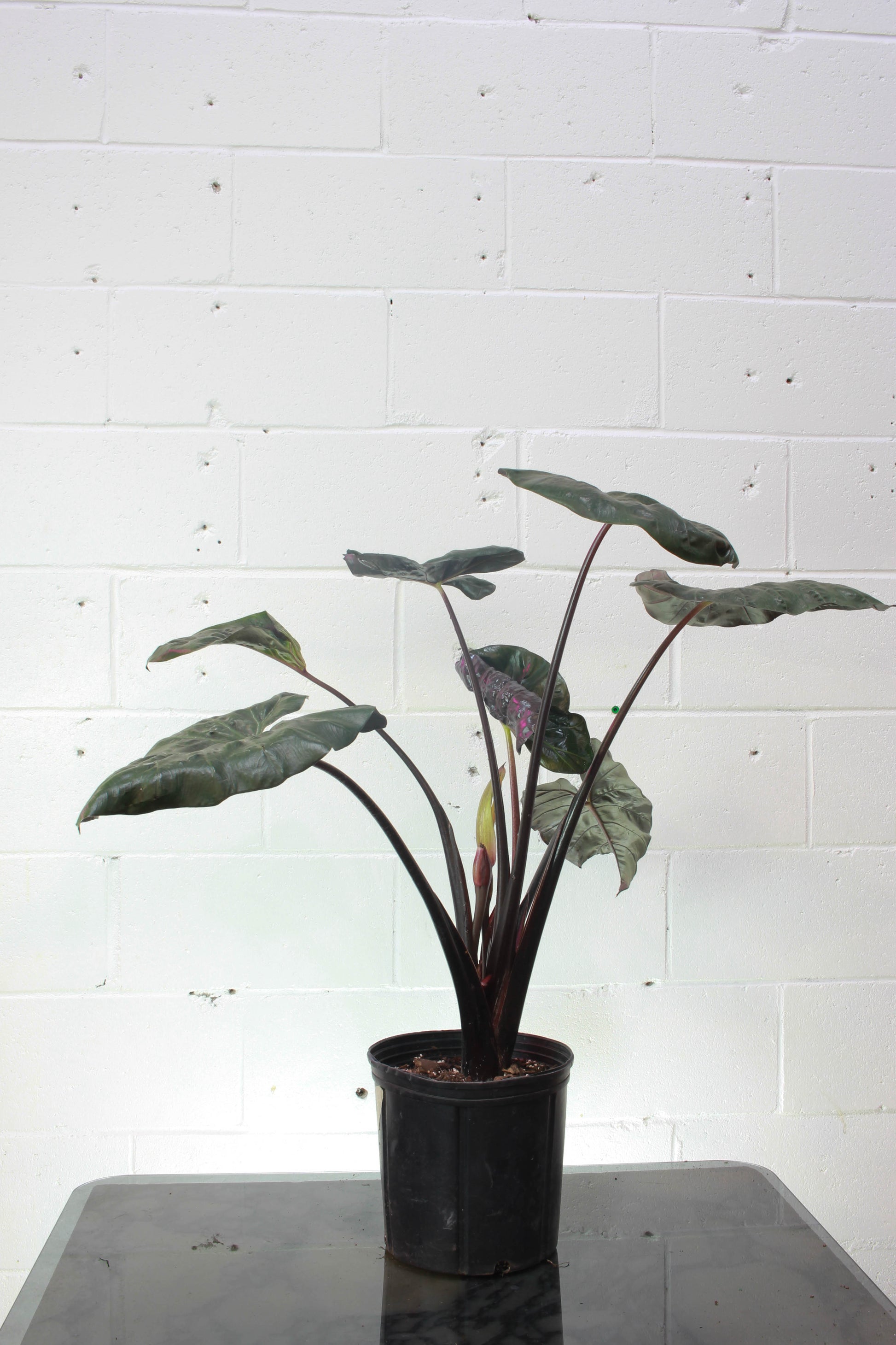 Elephant Ear, Taro (Alocasia) in a 10 inch pot. Indoor plant for sale by Promise Supply for delivery and pickup in Toronto