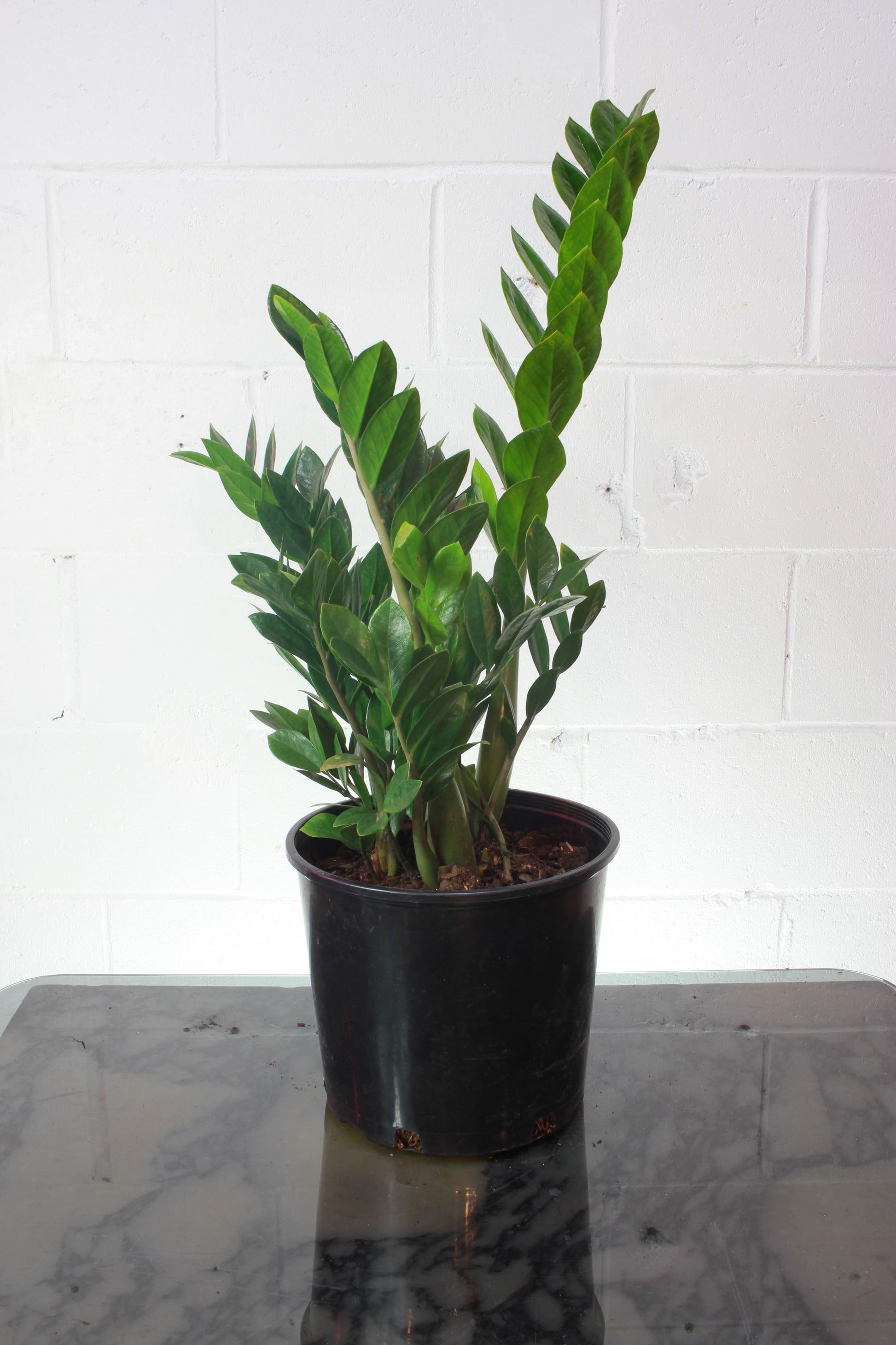 zz Plant, Zanzibar Gem (Zamioculcas zamiifolia) in a 8 inch pot. Indoor plant for sale by Promise Supply for delivery and pickup in Toronto