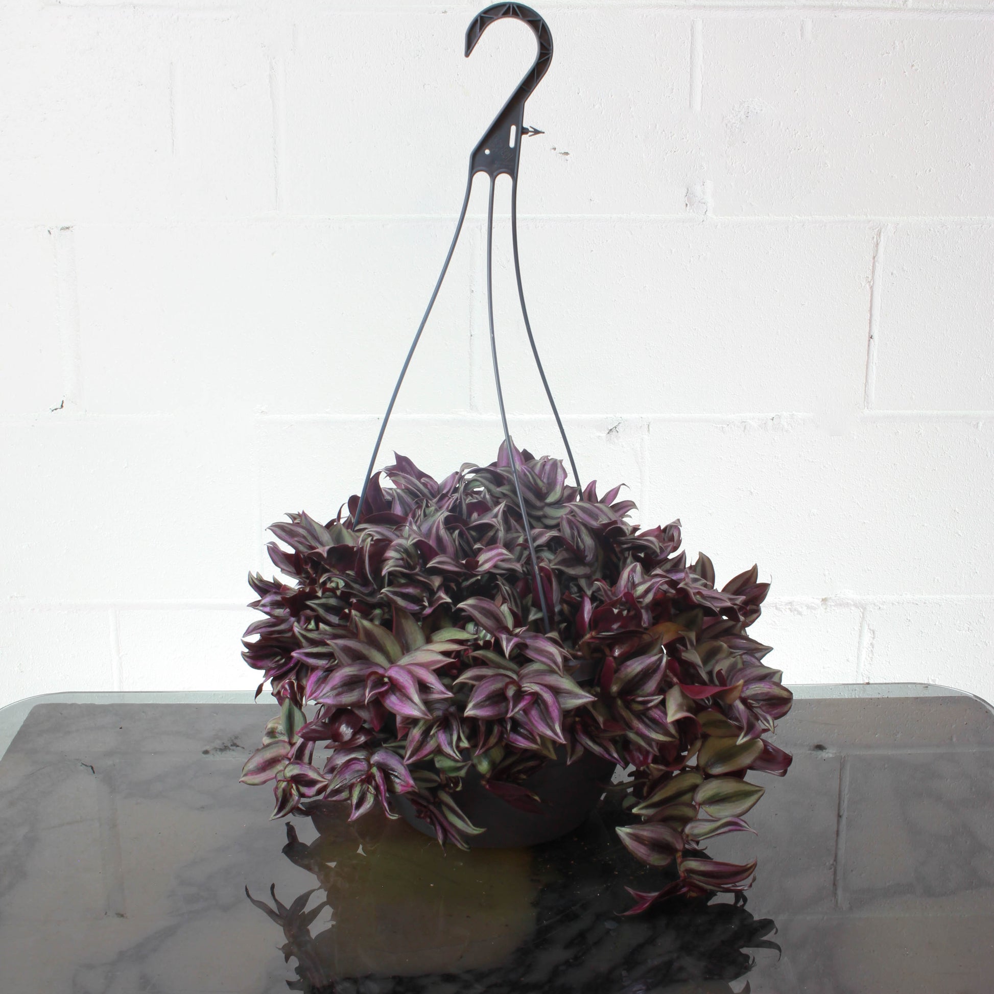hanging dude plant Purple Wandering Dude: Tradescantia - 10" Pot