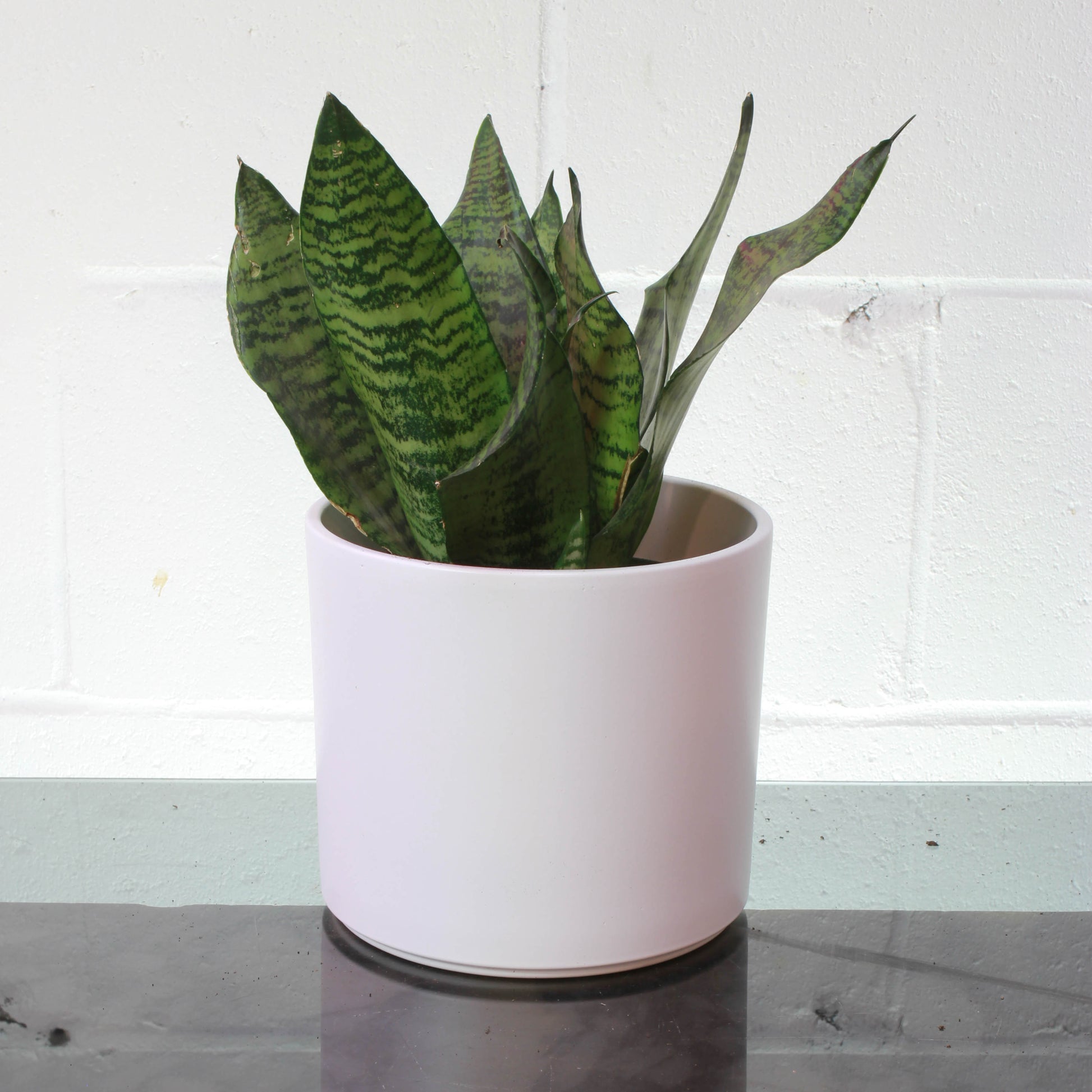 Green Snake Plant (Sansevieria trifasciata) in a 6 inch pot. Indoor plant for sale by Promise Supply for delivery and pickup in Toronto