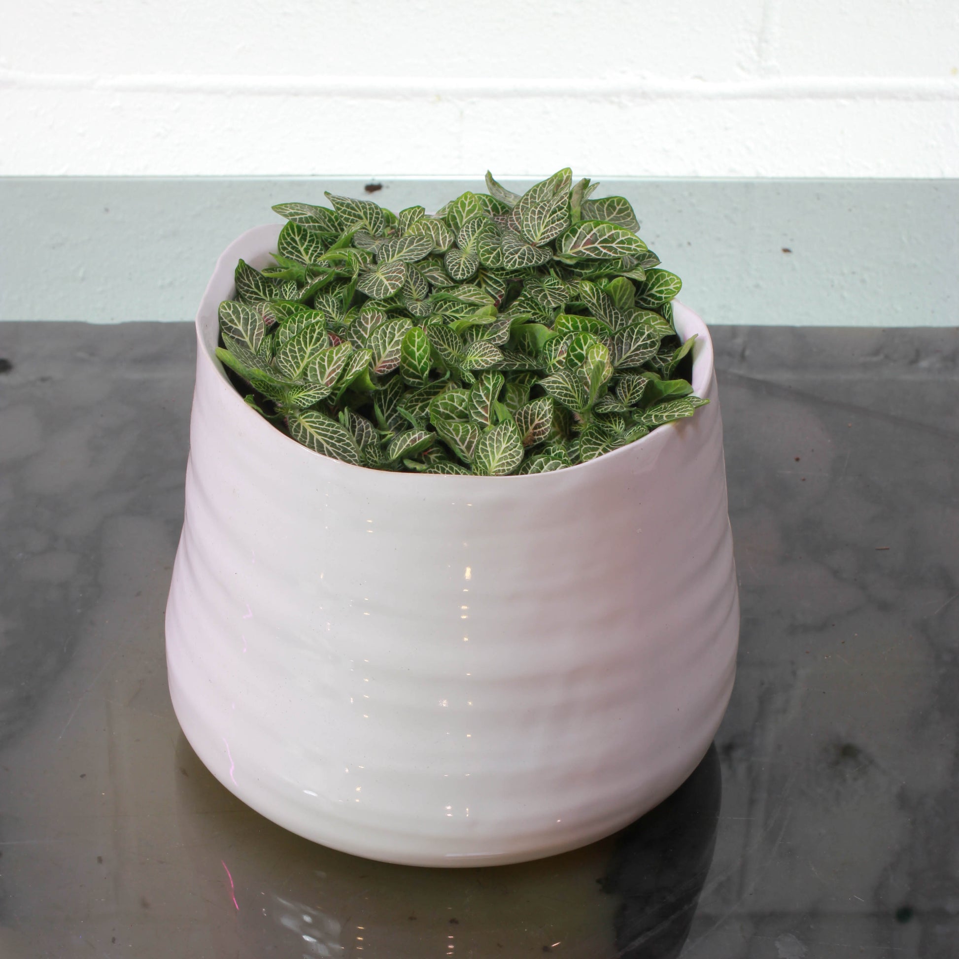 Nerve Plant (Fittonia) in a 5 inch pot. Indoor plant for sale by Promise Supply for delivery and pickup in Toronto