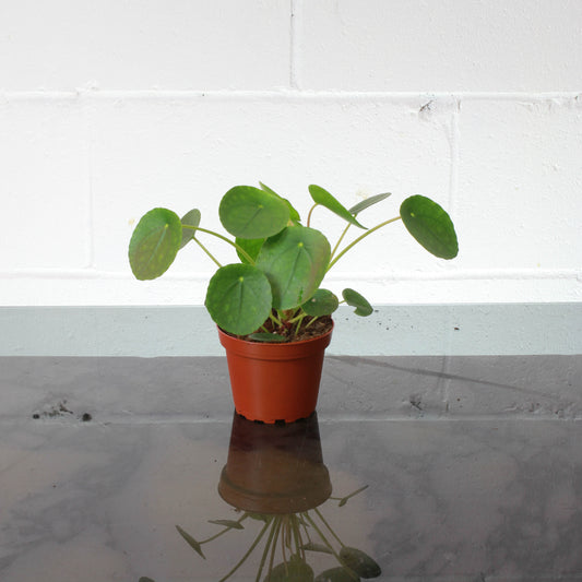 Pass it On Plant (Pilea peperomioides) in a 4 inch pot. Indoor plant for sale by Promise Supply for delivery and pickup in Toronto