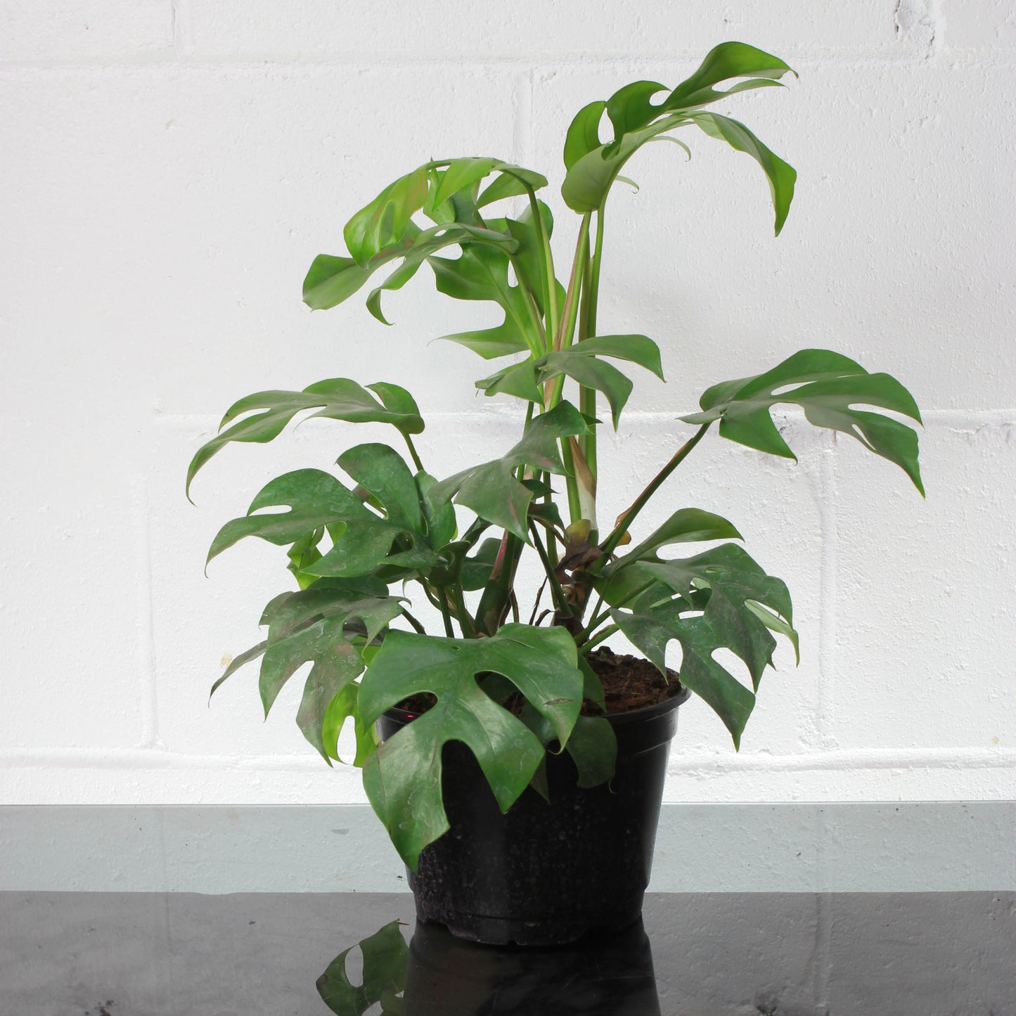 Mini Monstera Giny (Rhaphidophora tetrasperma) in a 6 inch pot. Indoor plant for sale by Promise Supply for delivery and pickup in Toronto