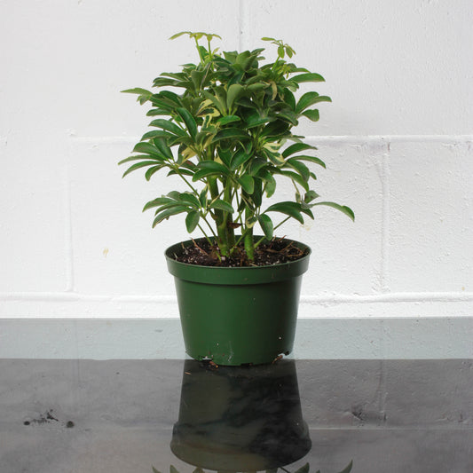 Dwarf Umbrella Tree (Schefflera arboricola) in a 6 inch pot. Indoor plant for sale by Promise Supply for delivery and pickup in Toronto