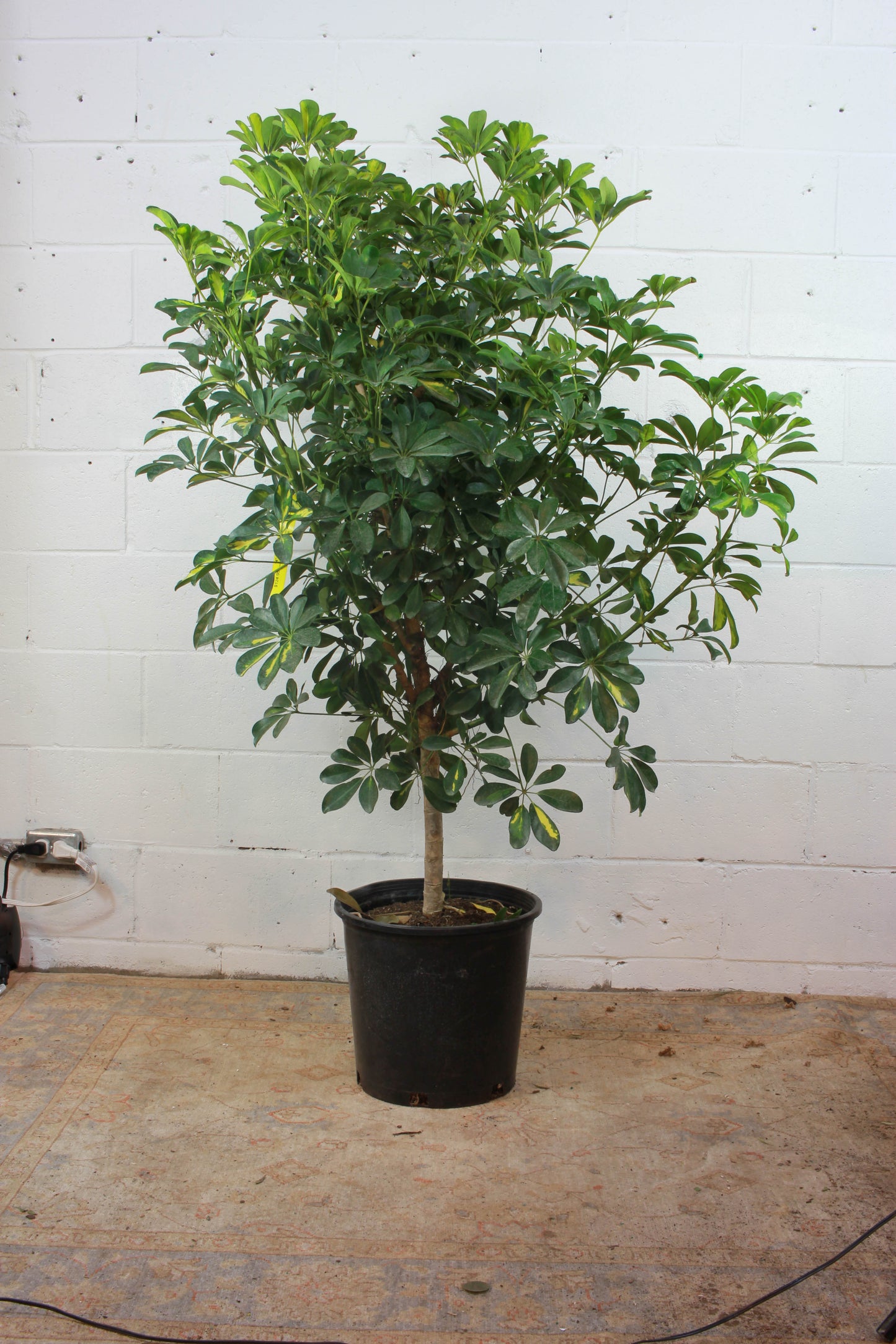 Variegated Dwarf Umbrella Tree (Schefflera arboricola 'Capella') in a 14 inch pot. Indoor plant for sale by Promise Supply for delivery and pickup in Toronto