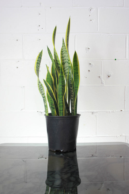 Yelloww Snake Plant (Sansevieria trifasciata) in a 8 inch pot. Indoor plant for sale by Promise Supply for delivery and pickup in Toronto
