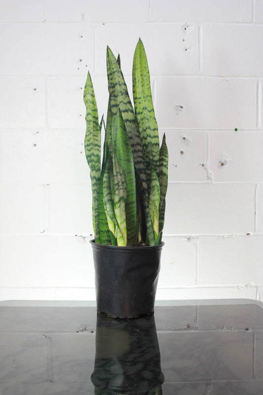 Green Snake Plant (Sansevieria trifasciata) in a 8 inch pot. Indoor plant for sale by Promise Supply for delivery and pickup in Toronto