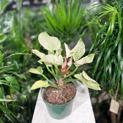 Birkin Philo (Philodendron 'Birkin') in a 8 inch pot. Indoor plant for sale by Promise Supply for delivery and pickup in Toronto