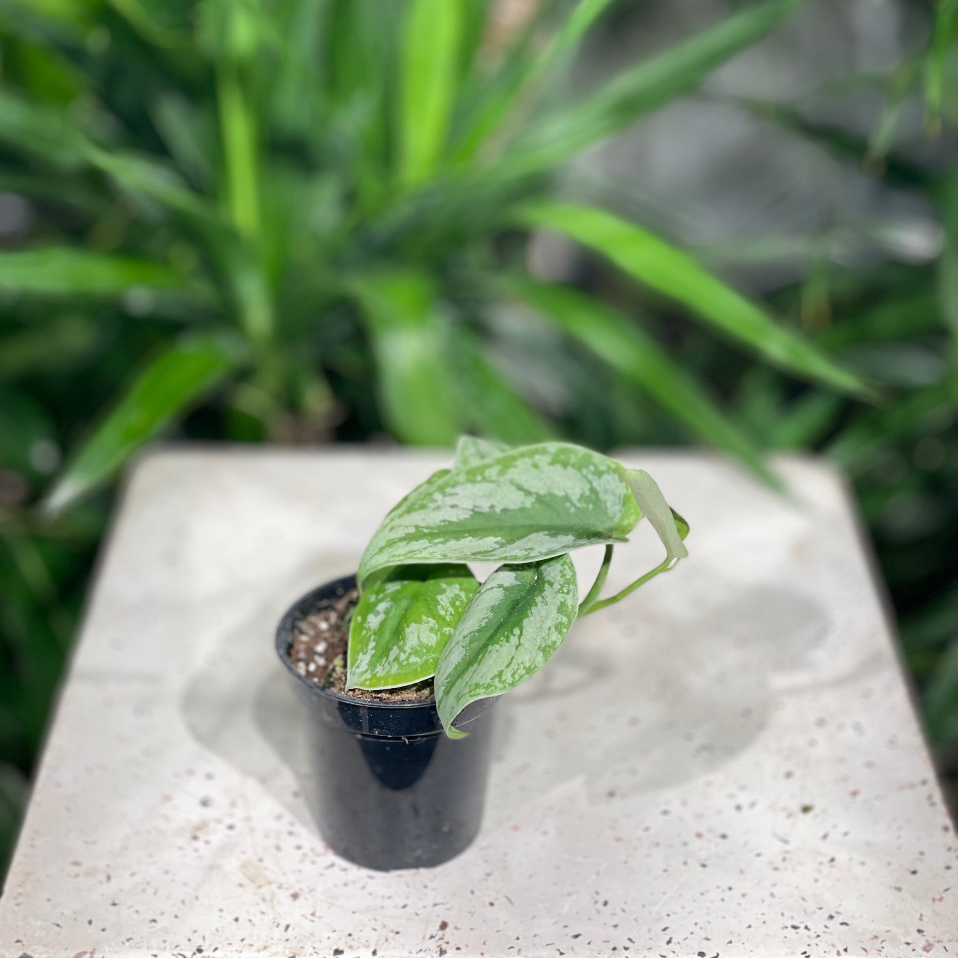 Silver Satin Pothos (Scindapsus pictus 'Exotica') in a 4 inch pot. Indoor plant for sale by Promise Supply for delivery and pickup in Toronto