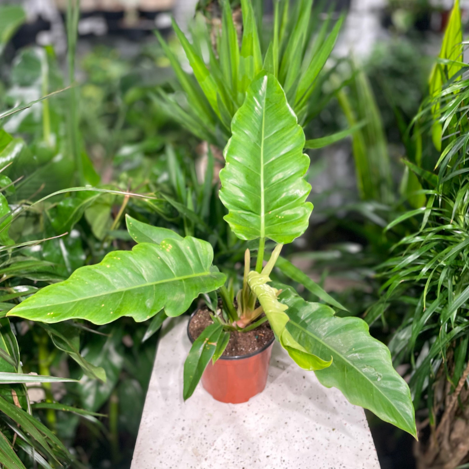 Tiger Tooth Philo (Philodendron) in a 6 inch pot. Indoor plant for sale by Promise Supply for delivery and pickup in Toronto