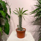 Madagascar Palm (Pachypodium lamerei) in a 6 inch pot. Indoor plant for sale by Promise Supply for delivery and pickup in Toronto