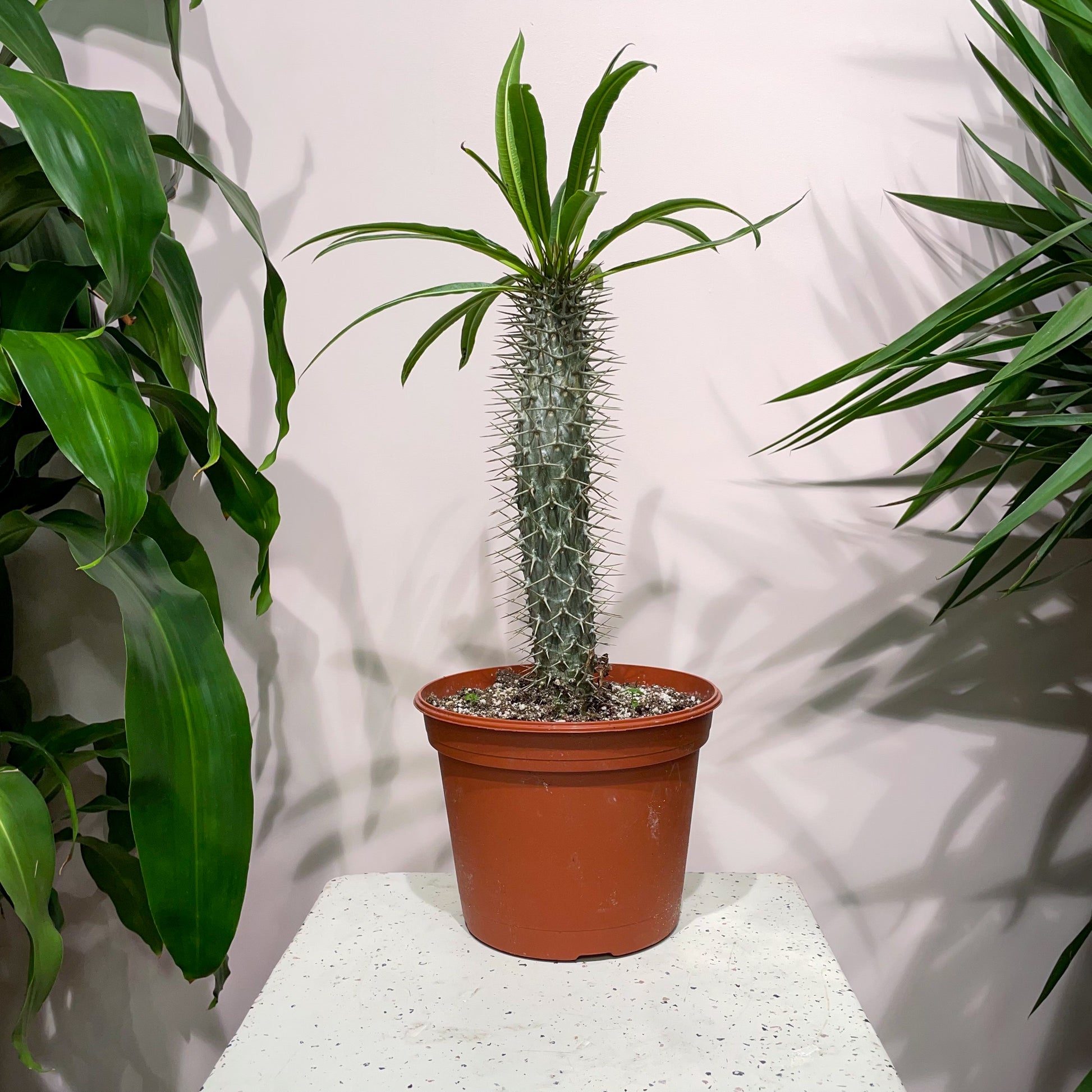 Madagascar Palm (Pachypodium lamerei) in a 8 inch pot. Indoor plant for sale by Promise Supply for delivery and pickup in Toronto