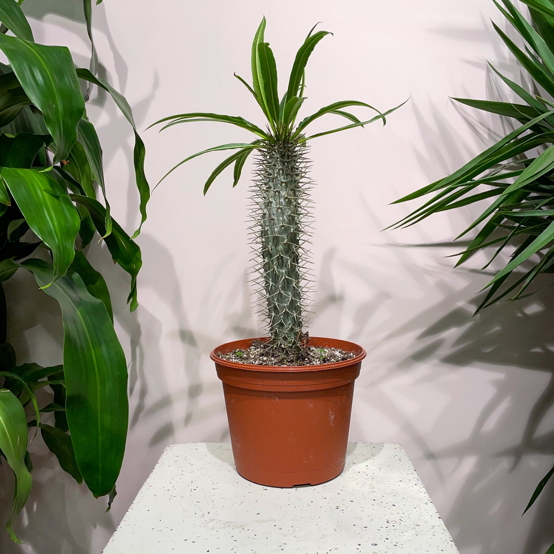 madagascar indoor plant Madagascar Palm: Pachypodium - 8" Pot