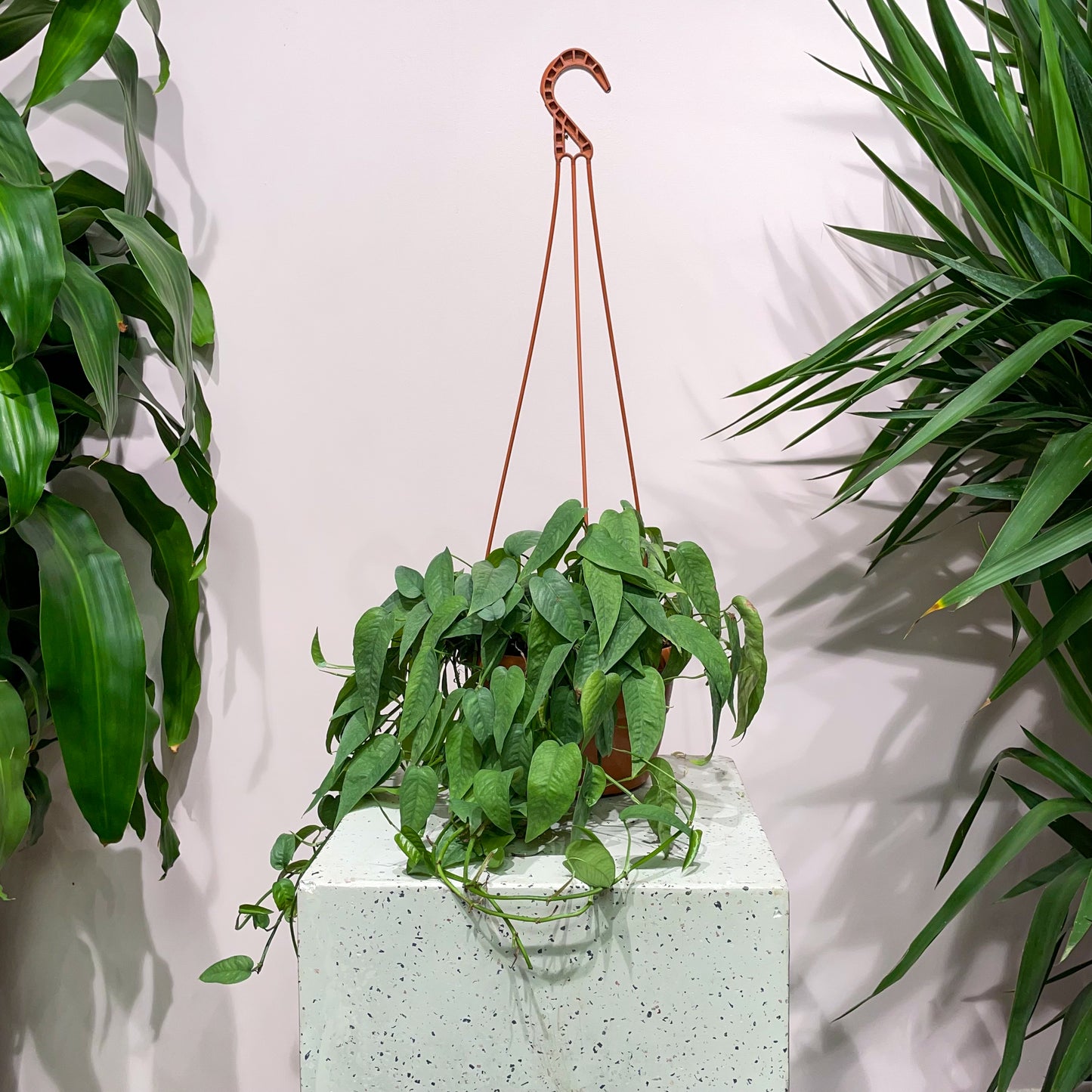 Pothos, Devil's Ivy, Money Plant, Money Vine (Epipremnum pinnatum) in a 8 inch pot. Indoor plant for sale by Promise Supply for delivery and pickup in Toronto